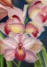beautiful-orchids-lori-presthus