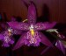 orchideje1