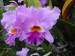orchideje2