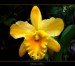 orchideje3