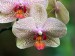 orchideje5