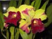 orchideje9