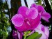 orchideje22