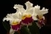 orchideje 6