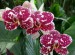 orchideje 8