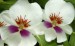 orchids-white-purple-cu